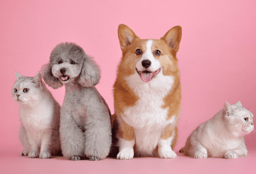 Dịch vụ Chăm sóc thú cưng | Tùy chọn