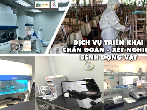 Dịch vụ triển khai Chẩn đoán - Xét nghiệm bệnh động vật