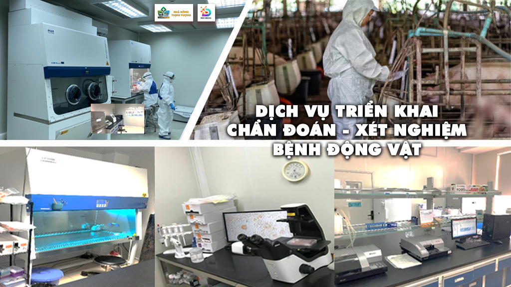 Dịch vụ triển khai Chẩn đoán - Xét nghiệm bệnh động vật